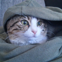 Ankara Kedisi, Kedi  Beyaz fotoğrafı