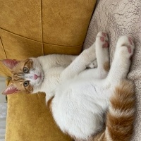 Sarman, Kedi  Tarçın fotoğrafı