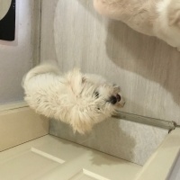 Maltese, Köpek  Mila fotoğrafı