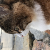 Maine Coon, Kedi  Çakıl fotoğrafı