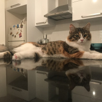 Maine Coon, Kedi  Çakıl fotoğrafı