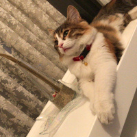 Maine Coon, Kedi  Çakıl fotoğrafı