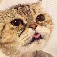 Exotic Shorthair, Kedi  Bihter fotoğrafı
