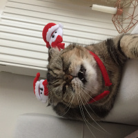 Exotic Shorthair, Kedi  Bihter fotoğrafı