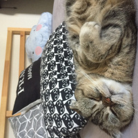 Exotic Shorthair, Kedi  Bihter fotoğrafı