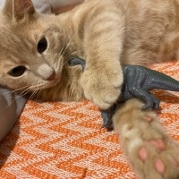 Sarman, Kedi  Behlül fotoğrafı