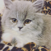 British Shorthair, Kedi  Fındık fotoğrafı