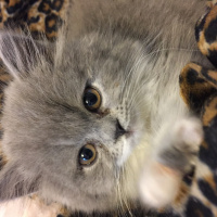 British Shorthair, Kedi  Fındık fotoğrafı