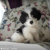 Tibet Terrieri, Köpek  didi fotoğrafı