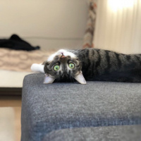 Tekir Kedi, Kedi  Turta Tuncalı fotoğrafı