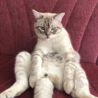 British Shorthair, Kedi  Aslan fotoğrafı