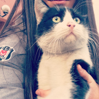 Tekir Kedi, Kedi  Beşiktaş fotoğrafı
