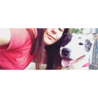 Amerikan Pitbull Terrier, Köpek  Korsan fotoğrafı