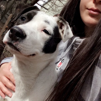 Amerikan Pitbull Terrier, Köpek  Korsan fotoğrafı
