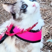 Siyam Kedisi, Kedi  ROMA fotoğrafı
