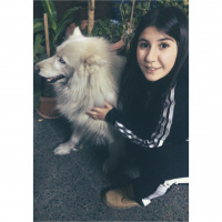 Sibirya Kurdu (Husky), Köpek  Bulut fotoğrafı