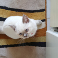 British Shorthair, Kedi  Nazar fotoğrafı