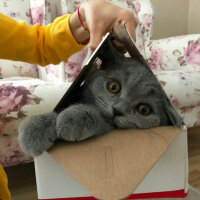 British Shorthair, Kedi  Mirmir fotoğrafı