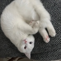 British Shorthair, Kedi  Şanslı fotoğrafı