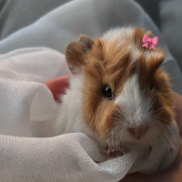 Guinea Pig, Kemirgen  İncik fotoğrafı