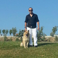 Alman Çoban Köpeği, Köpek  Whisky fotoğrafı