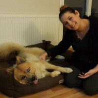 Alman Çoban Köpeği, Köpek  Whisky fotoğrafı