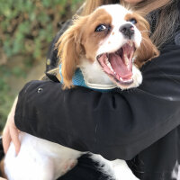 Cavalier King Charles Spanieli, Köpek  cookie fotoğrafı