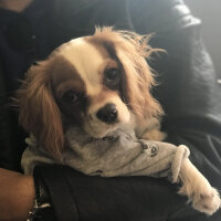 Cavalier King Charles Spanieli, Köpek  cookie fotoğrafı