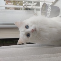 Ankara Kedisi, Kedi  Beyaz fotoğrafı