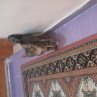 Tekir Kedi, Kedi  kiti fotoğrafı