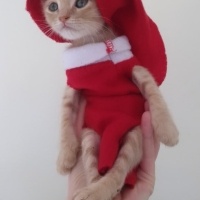 Tekir Kedi, Kedi  KOKORO fotoğrafı