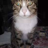 Tekir Kedi, Kedi  Nigüş fotoğrafı