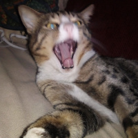 Tekir Kedi, Kedi  Nigüş fotoğrafı