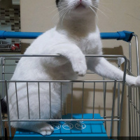 Tekir Kedi, Kedi  Behlül fotoğrafı