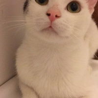 Tekir Kedi, Kedi  Behlül fotoğrafı