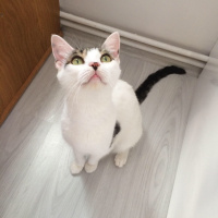 Tekir Kedi, Kedi  Behlül fotoğrafı