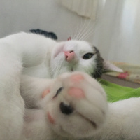 Tekir Kedi, Kedi  Behlül fotoğrafı
