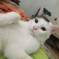 Tekir Kedi, Kedi  Behlül fotoğrafı