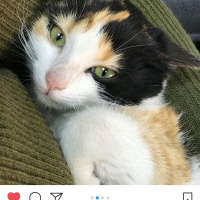 Soke, Kedi  Ceku fotoğrafı