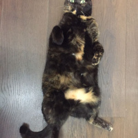 Tekir Kedi, Kedi  KINALI fotoğrafı