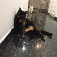 Tekir Kedi, Kedi  KINALI fotoğrafı
