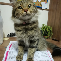 Tekir Kedi, Kedi  Arya fotoğrafı