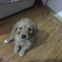 Golden Retriever, Köpek  Güneş  fotoğrafı