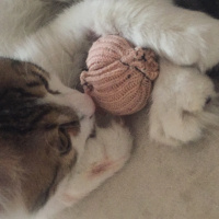 Tekir Kedi, Kedi  ponçik fotoğrafı