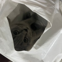 British Shorthair, Kedi  gölge fotoğrafı