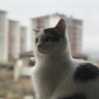Tekir Kedi, Kedi  Gazoz fotoğrafı