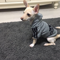 Chihuahua, Köpek  Maya fotoğrafı
