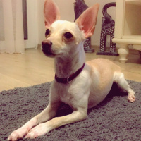 Chihuahua, Köpek  Maya fotoğrafı