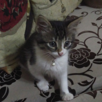 Tekir Kedi, Kedi  leyla fotoğrafı