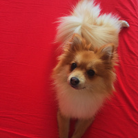 Pomeranyalı, Köpek  Mişa fotoğrafı